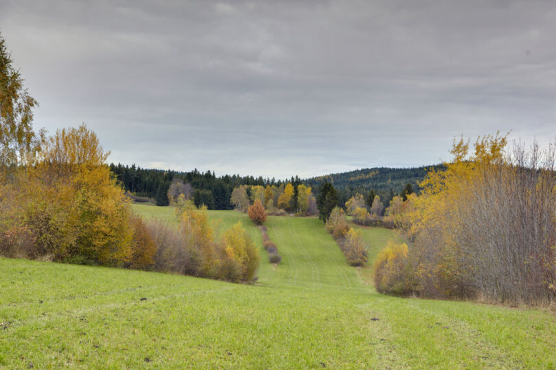 Offene Wiese mit Bäumen, dahinter dichter Wald.
