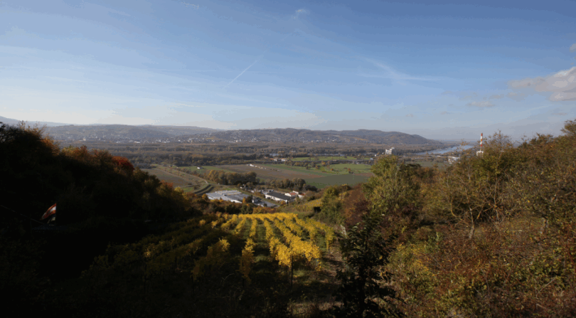 Sanfte Hügel mit grünen Weinreben, die sich durch die Landschaft ziehen.
