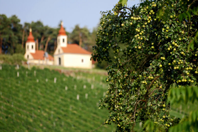 Apfelbaum im Vordergrund mit grünem Obst, dahinter ein Weinberg und zwei kleine Barockkirchen mit roten Zwiebeltürmen am Waldrand.