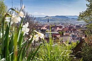 Stadtansicht im Frühling mit blühenden Narzissen im Vordergrund und Kirchturm vor Hügellandschaft im Hintergrund