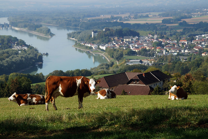 Weide mit grasenden Kühen vor einem landschaftlichen Betrieb. Im Hintergrund Flusslandschaft mit Boot und urbanem Gebiet.