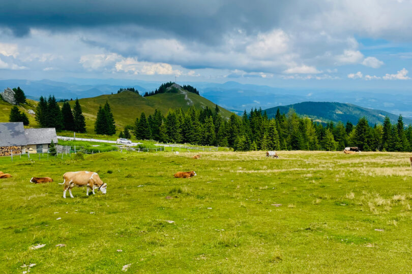 Altes Almhaus auf einer Alm mit Kühen und bewölktem Himmel.