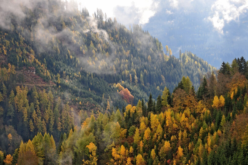 Blick auf herbstlichen Wald in den Alpen mit Nebelschwaden und bunt verfärbten Laubbäumen.