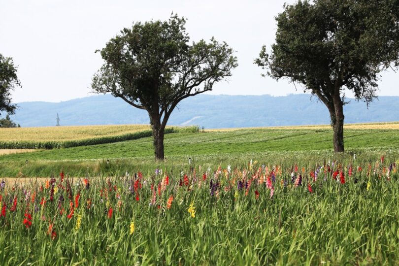 Blühende Felder mit verstreuten Bäumen in der Landschaft.