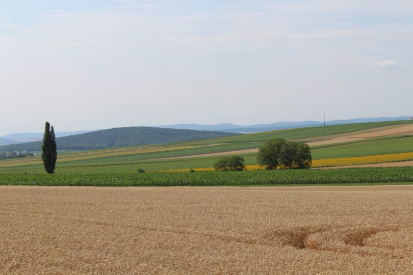 Weite Felder mit reifem Getreide, bunten Ackerstreifen, Einzelbäumen und sanften Hügeln im Hintergrund.