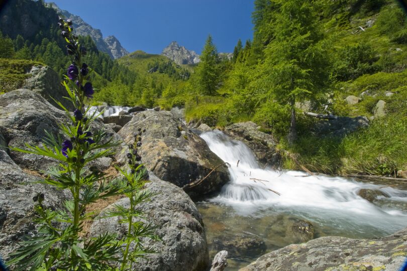Klarer Gebirgsbach fließt über Felsen durch grünes Tal mit Tannen und lila Blüten unter blauem Himmel.