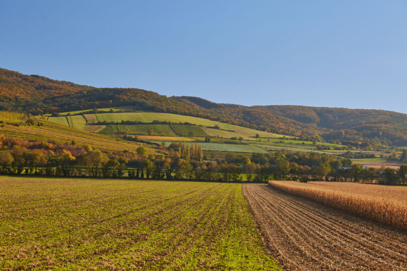 Herbstliche Felder und Weingärten ziehen sich über sanfte Hügel vor einem bewaldeten Bergrücken.
