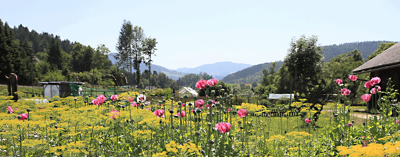 Bunte Blumenwiese mit Wald im Hintergrund.