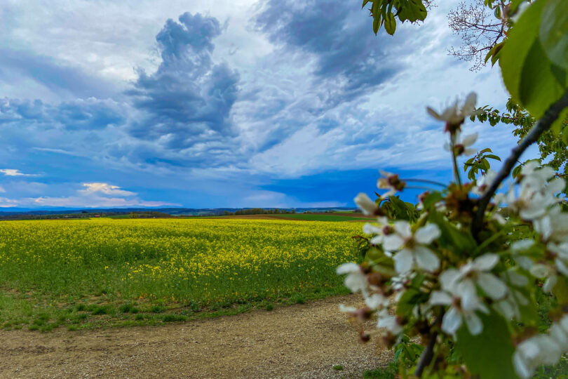 Blühender Zweig vor gelbem Rapsfeld unter dramatischem Himmel mit aufziehenden Gewitterwolken.