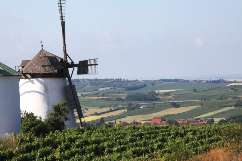 Historische Windmühle am Rand eines Weinbergs mit Blick über sanft hügelige, grüne Kulturlandschaft.