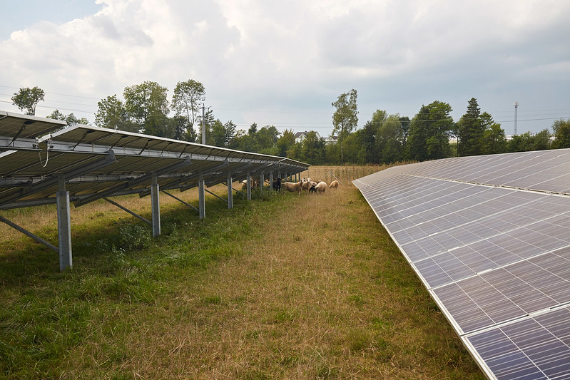 Freiflächen PV-Anlagen, unter denen Schafe Schatten finden auf einer Wiese.