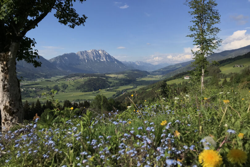 Bunte Blumenwiese mit Blick auf das grüne Ennstal und den markanten Grimming unter blauem Himmel.