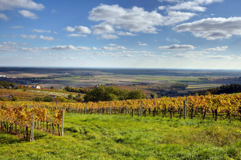 Herbstliche Weinberge mit Blick auf weite Felder, kleine Dörfer und flache Ebene unter blauem Himmel.