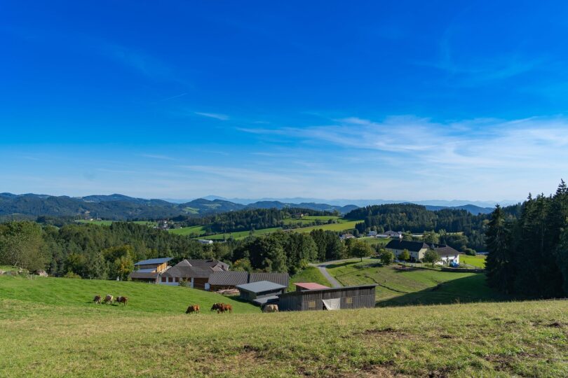 Weite Hügellandschaft mit verstreuten Höfen, grasenden Kühen und Wald unter klarem, blauem Himmel.