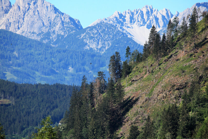 Dichter Wald mit Gebirgslandschaft im Hintergrund.