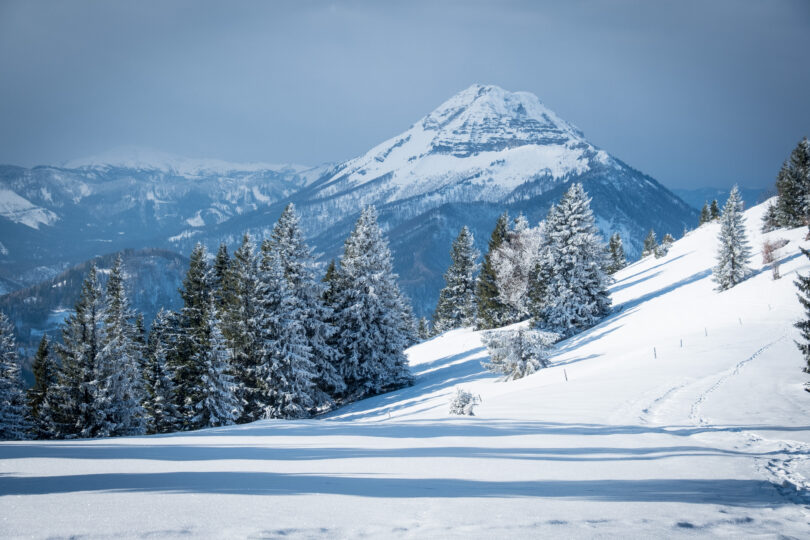Verschneite Winterlandschaft mit Tannenwald, sanften Hügeln und markantem Berggipfel im Hintergrund.