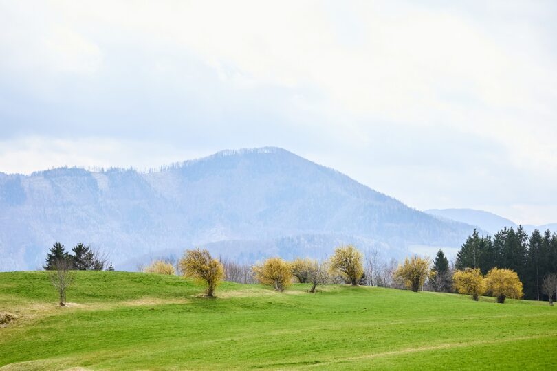 Frühlingshafte Wiese mit jungen Laubbäumen und sanften Hügeln vor nebliger Bergkulisse unter Wolkenhimmel.