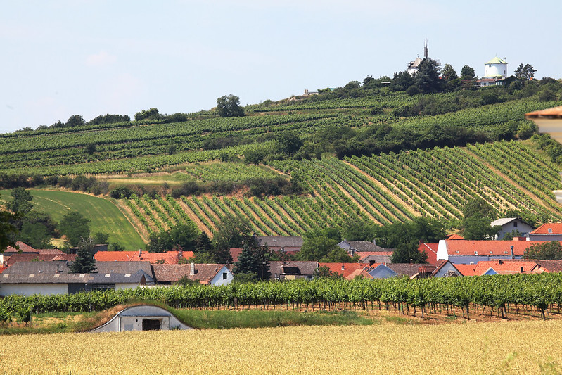 Weinreben an sanften Hügeln, vorn beginnt eine Ortschaft.