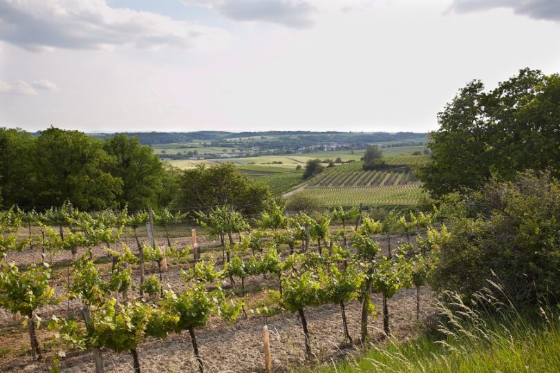 Reihen von Weinreben, dahinter offene Felder.