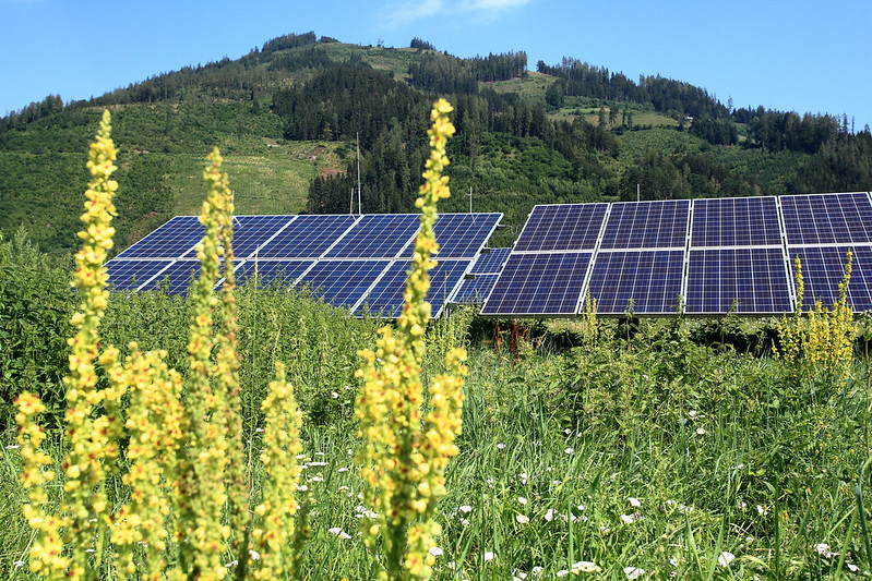Solaranlage auf freier Fläche, teils verdeckt von Pflanzen, dahinter bewaldete Hügel.