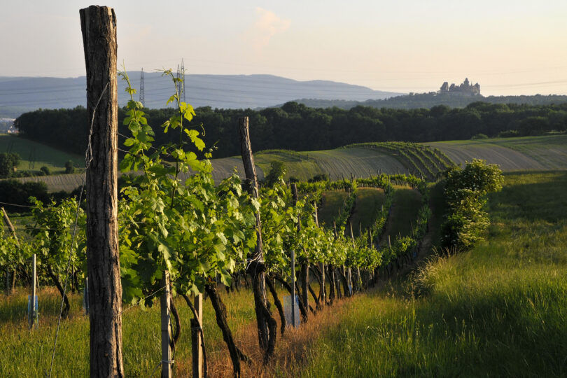 Weingarten im Abendlicht mit hügeliger Landschaft, Feldern und Burg am Horizont unter sanftem Himmel.