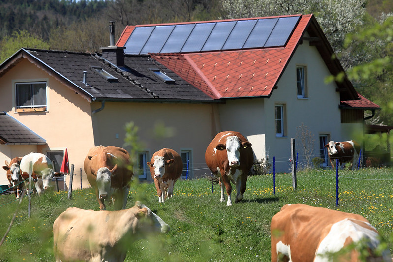 Kühe weiden vor Haus mit PV-Anlage.