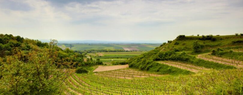 Weinberge mit angrenzendem Wald, dahinter Felder.