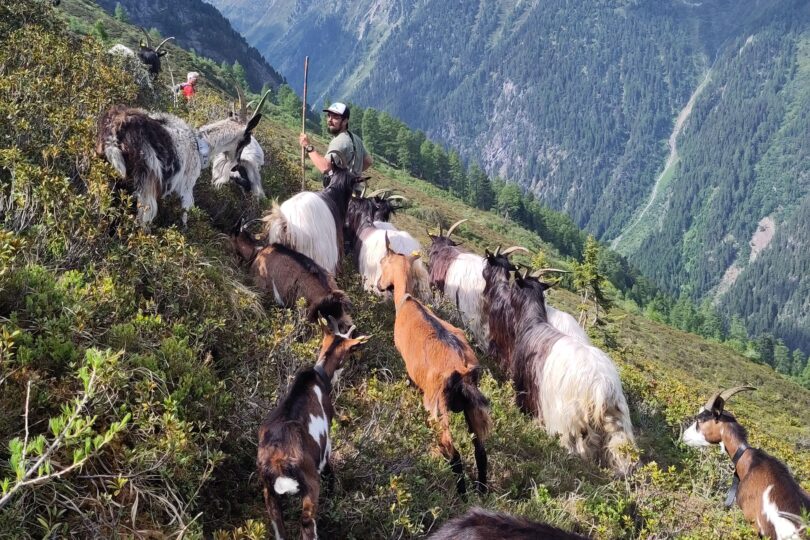 Eine Gruppe von Ziegen, darunter einige mit braunem und weißem Fell, wandert auf einem bewaldeten Hang. Im Hintergrund sind schneebedeckte Berge und ein blauer Himmel sichtbar.