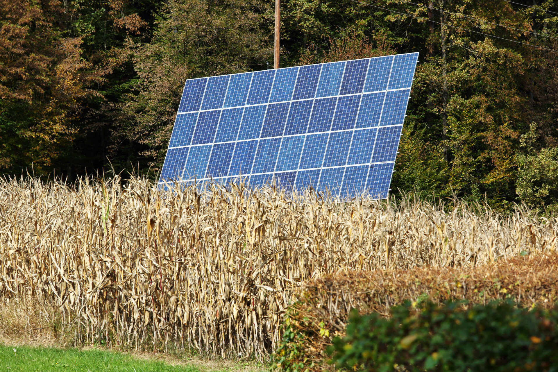 Solaranlage mit blauen Solarpanelen, aufgestellt neben einem Maisfeld. Im Hintergrund sind Bäume sichtbar.