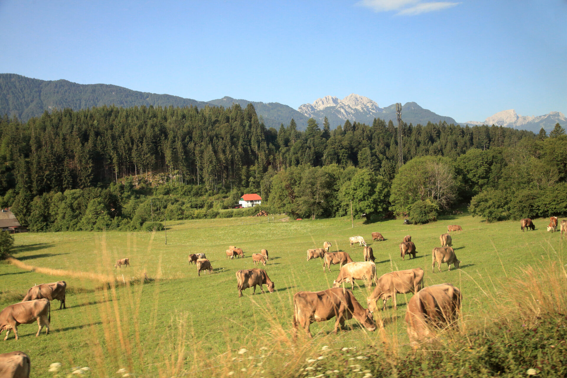 Eine große Gruppe von Kühen steht auf einer grünen Wiese, umgeben von Bäumen und Bergen im Hintergrund. Ein Haus mit rotem Dach ist sichtbar.