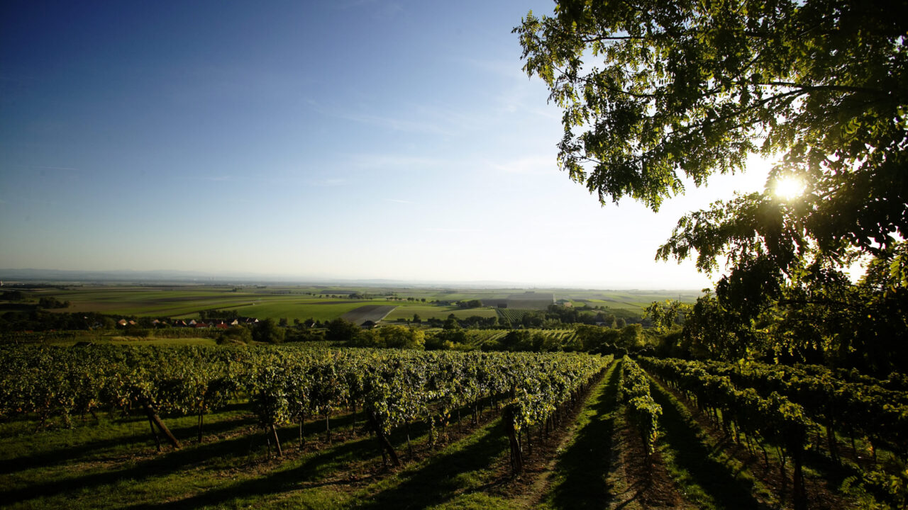 Sonniger Ausblick über gepflegte Weingärten in sanfter Hügellandschaft. Die Reben werfen lange Schatten auf den Boden, im Vordergrund ein Baum mit Sonnenlicht, das durch die Blätter scheint. Im Hintergrund weite Felder und Dörfer unter klarem, blauem Himmel.