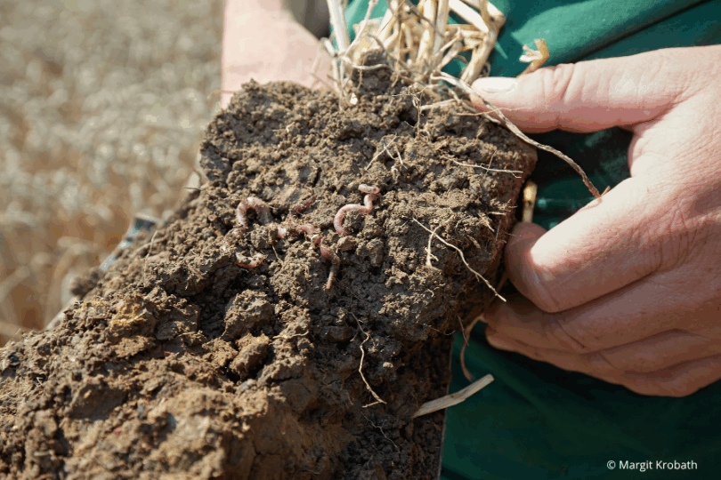 Hände, die Erde mit Regenwürmern zeigen.