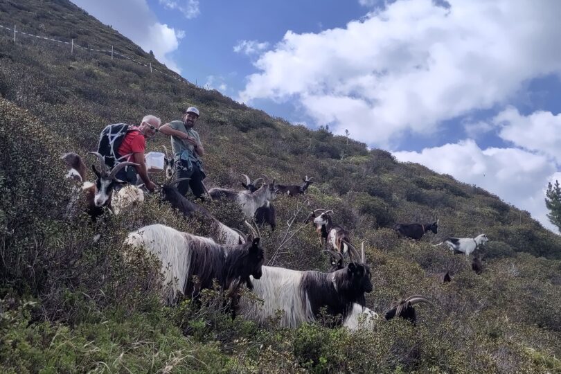 Zwei Personen mit Rucksäcken stehen auf einer Almwiese am Hang, umgeben von mehreren Ziegen.
