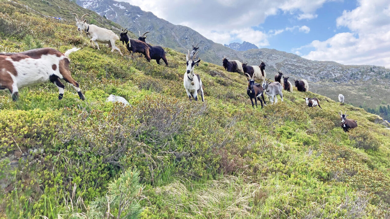 Ziegen bei der Beweidung