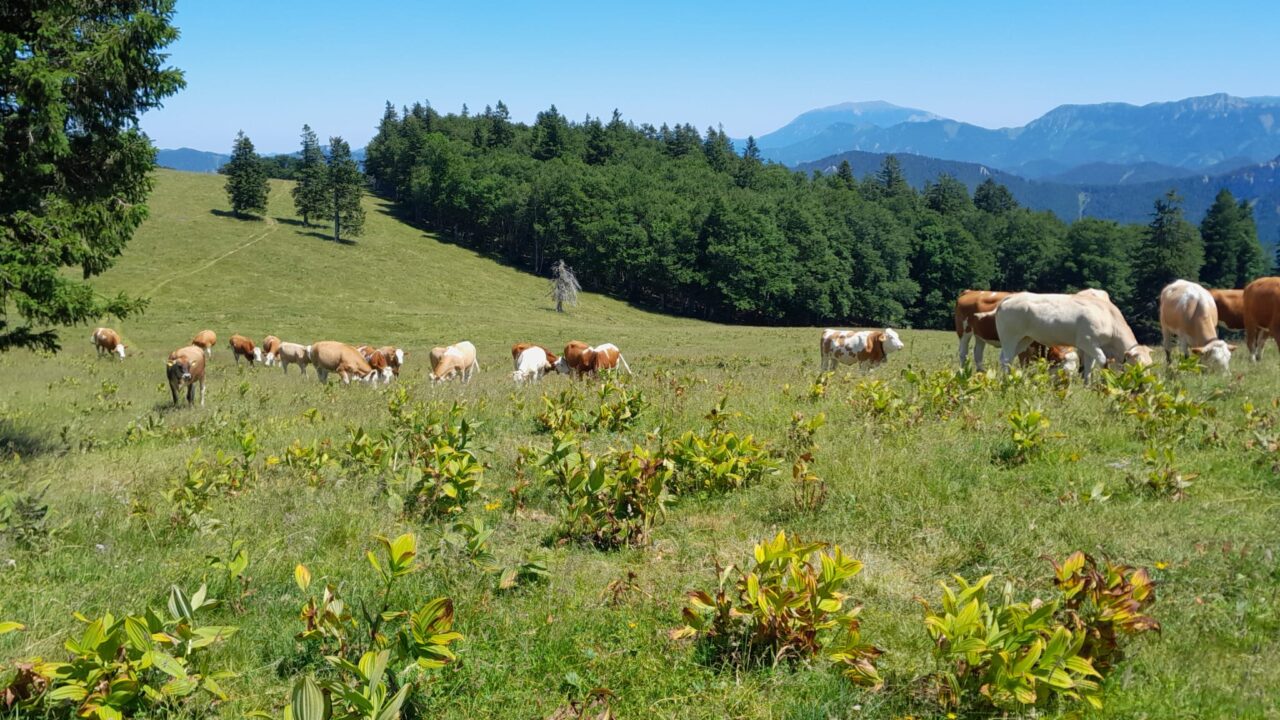 Kühe auf der Weide
