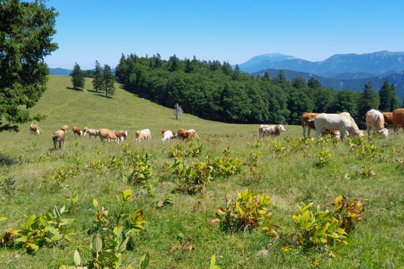 Kühe auf der Weide